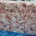 肥猪三七碎肉，新开检疫，25kg，库存56吨