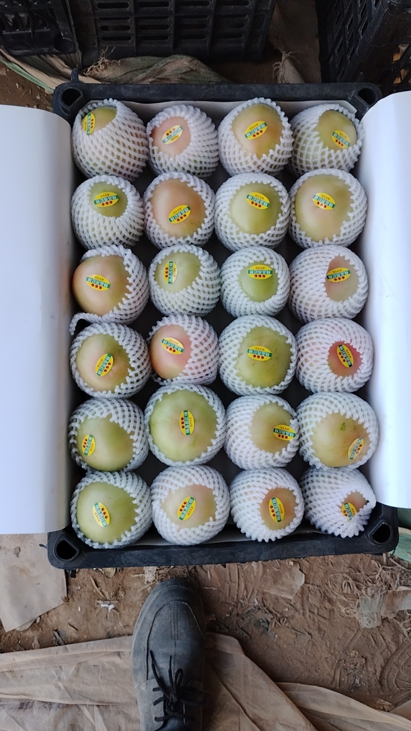 硬粉西红柿精品