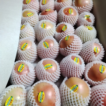 硬粉西红柿精品