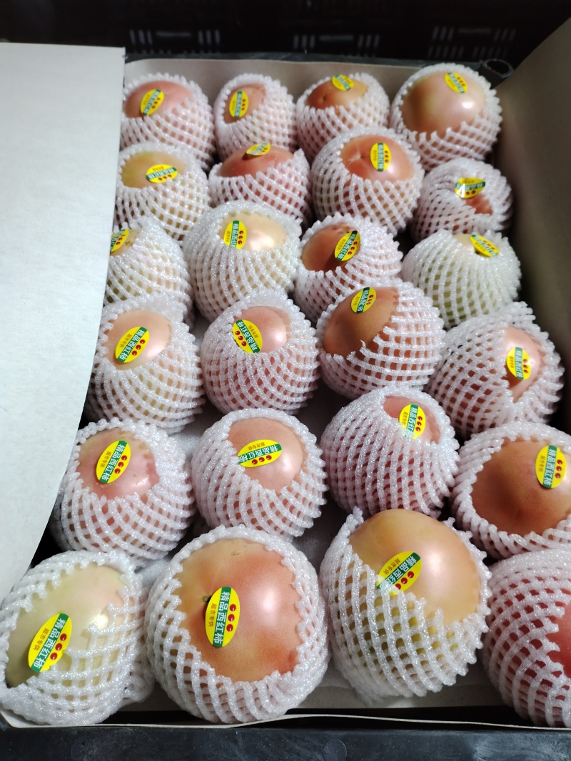 硬粉西红柿精品