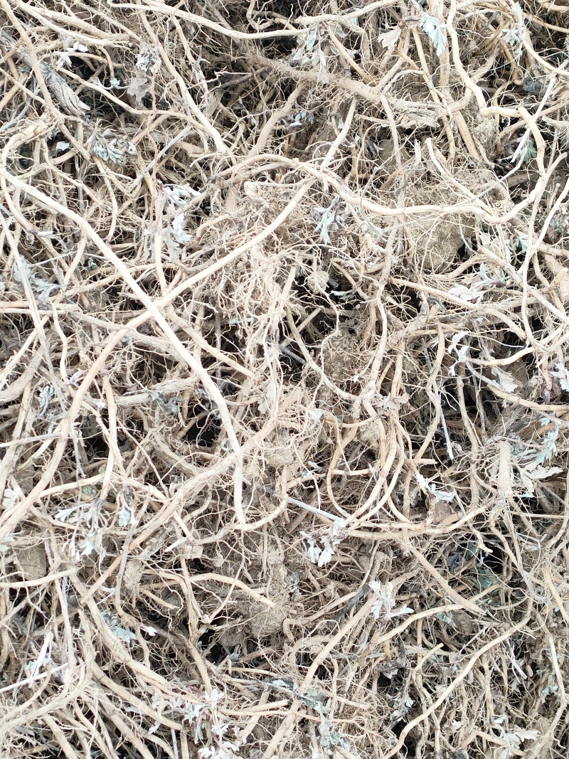 艾根