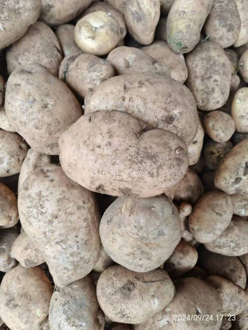 威宁黄皮黄心洋芋
