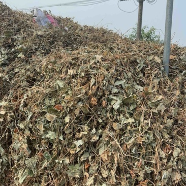 药用鱼腥草