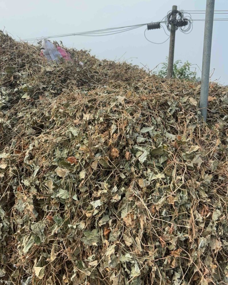 药用鱼腥草