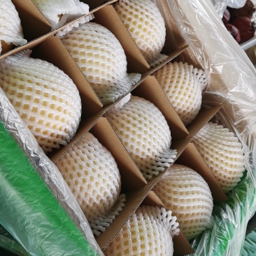 封丘县黄金梨