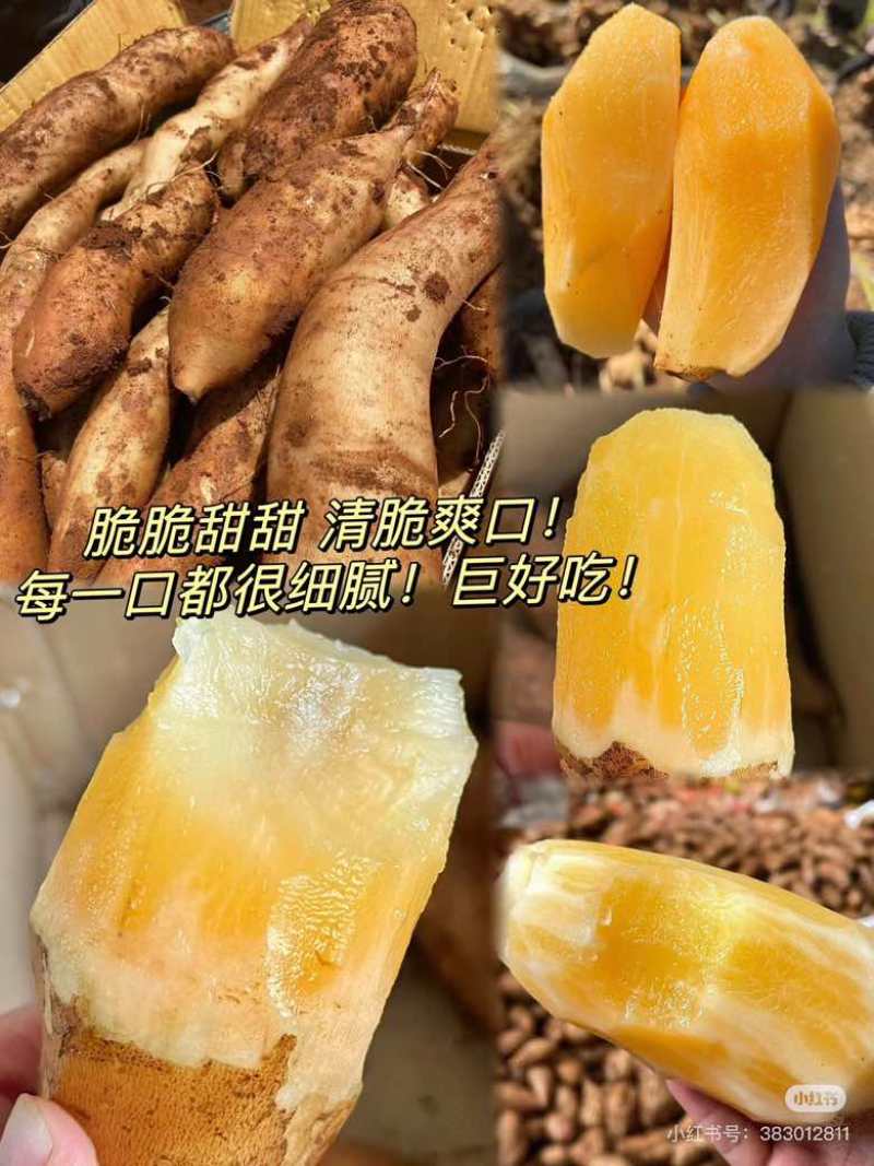 【新店特惠】对接电商云南天山雪莲果黄红心超甜低糖应季水果特价