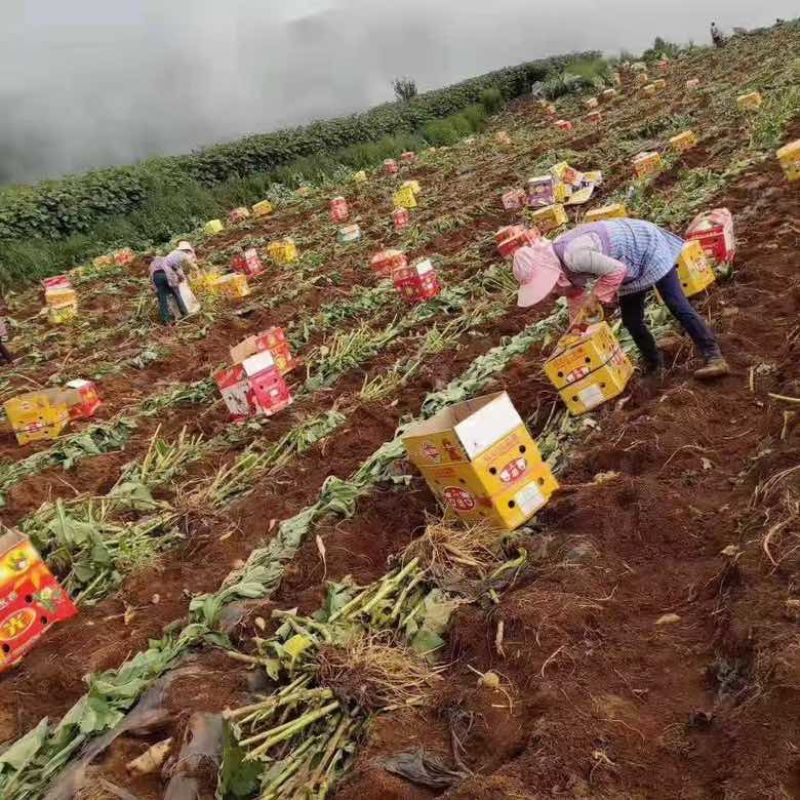 【新店特惠】对接电商云南天山雪莲果黄红心超甜低糖应季水果特价