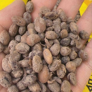 益生菌发酵腐熟大豆有机肥改良土壤肥效持久