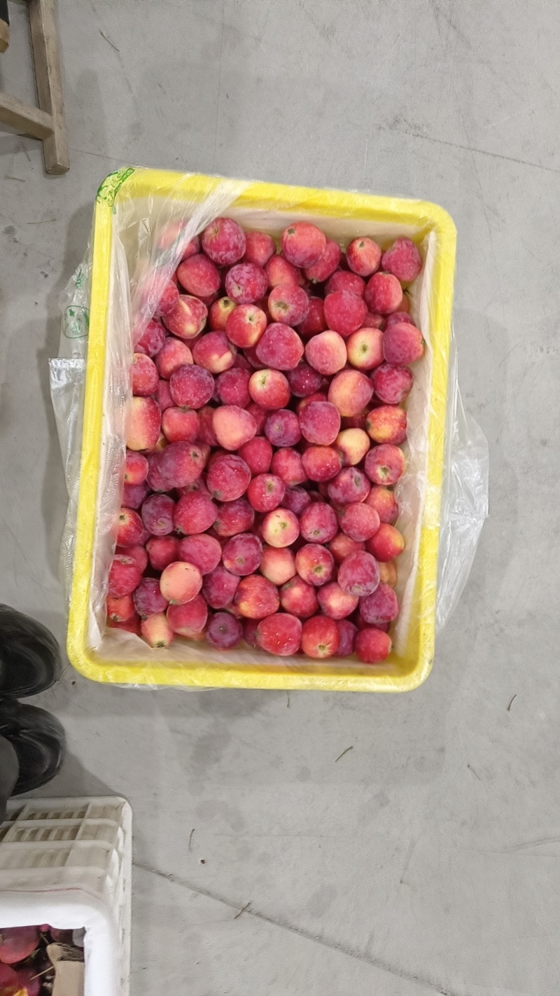 千阳鸡心果