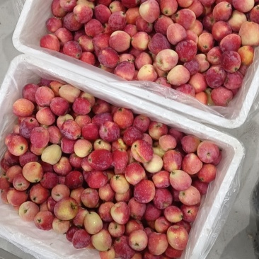 千阳鸡心果