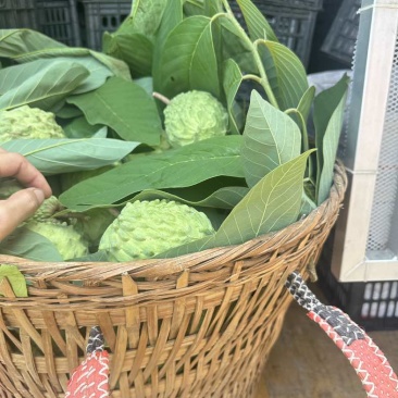 云南省元江县热带水果之乡牛奶/凤梨释迦果代办
