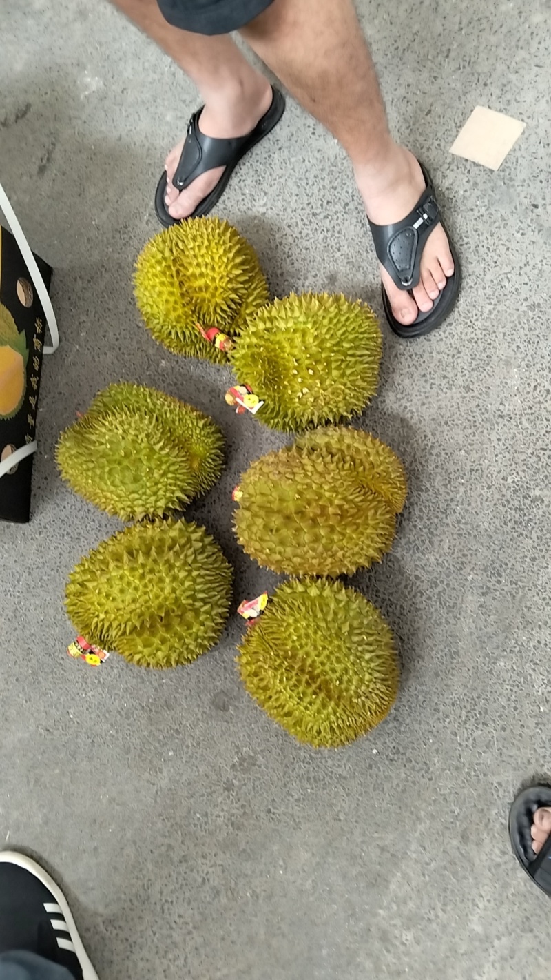 金枕榴莲