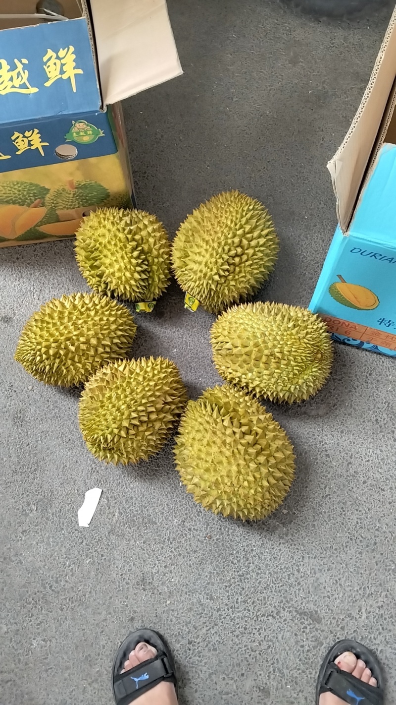 金枕榴莲