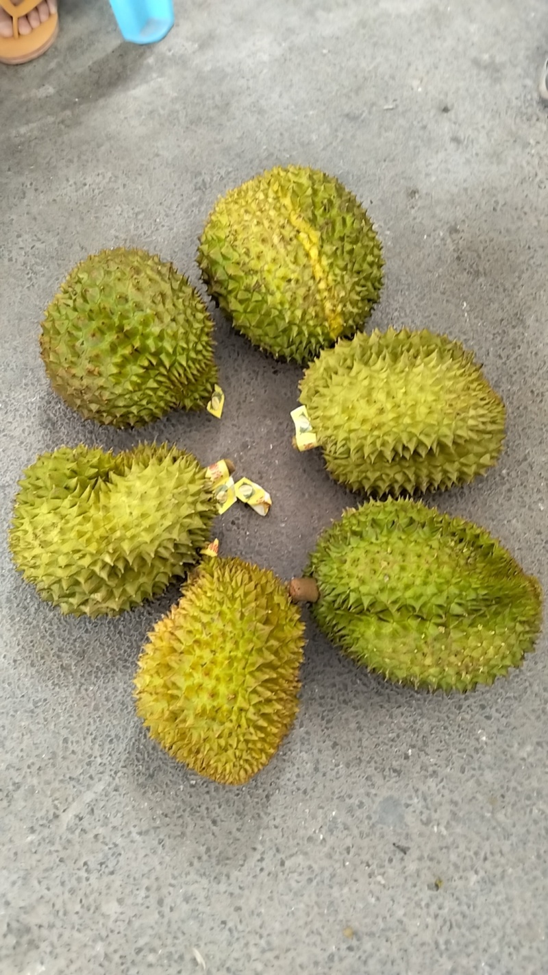 金枕榴莲