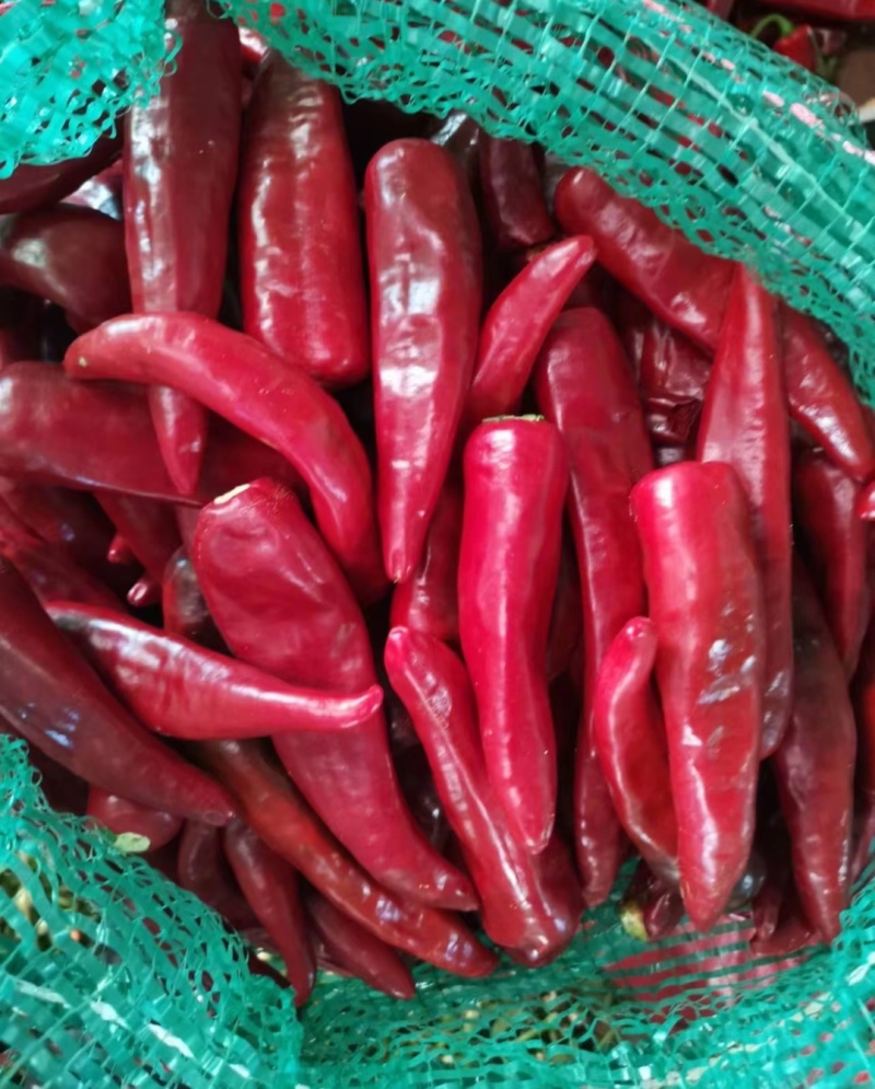 千金红辣椒冻干出口量大出率高
