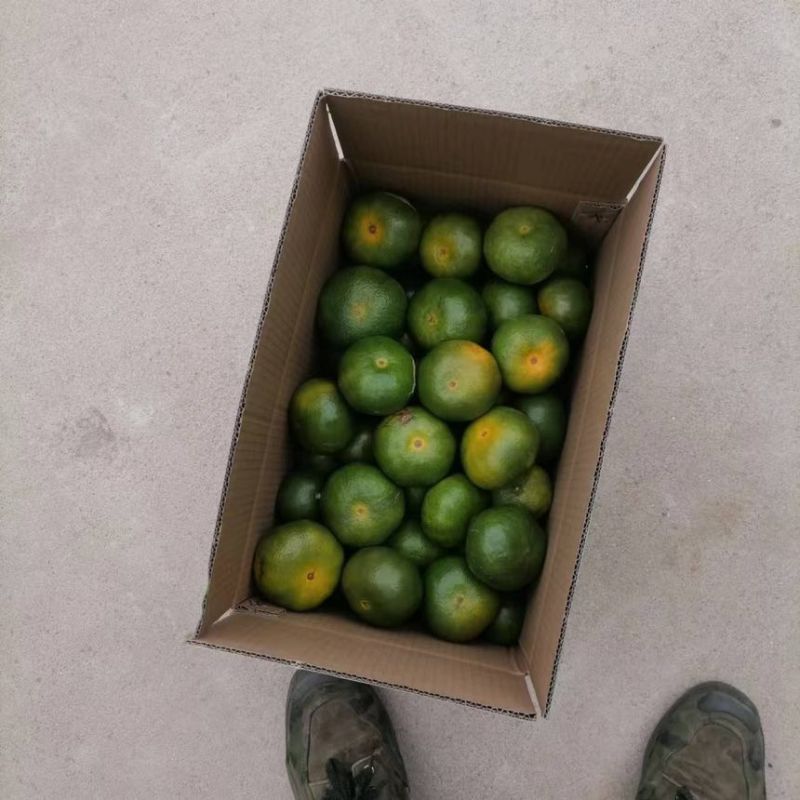 永修易家河品种大芬柑橘