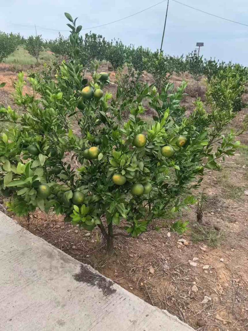 永修易家河品种大芬柑橘