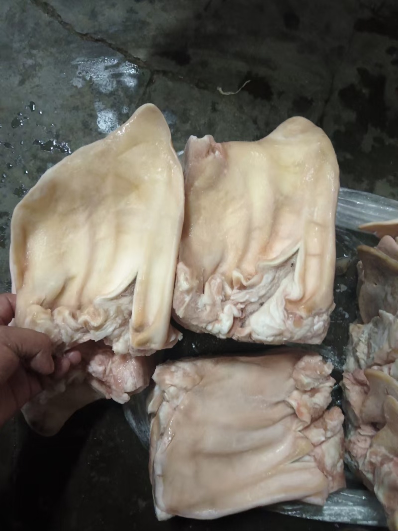 标猪精耳叶