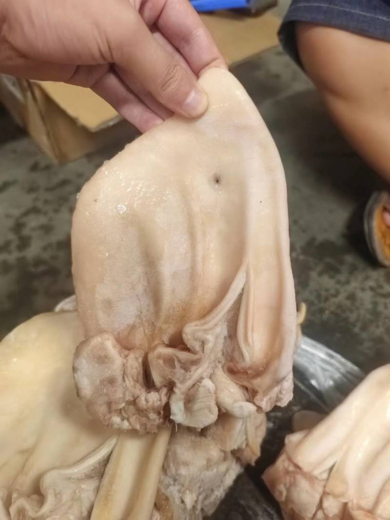 标猪精耳叶