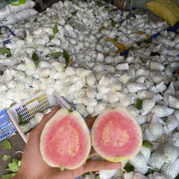好品质红心