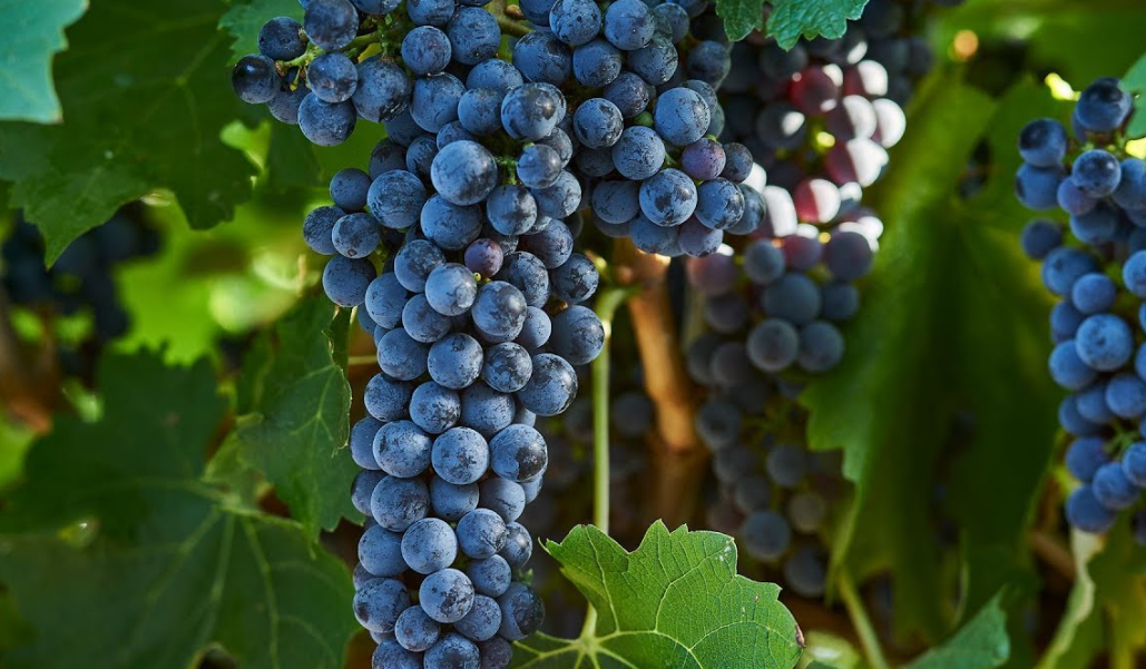 葡萄园阳光照射下的葡萄串