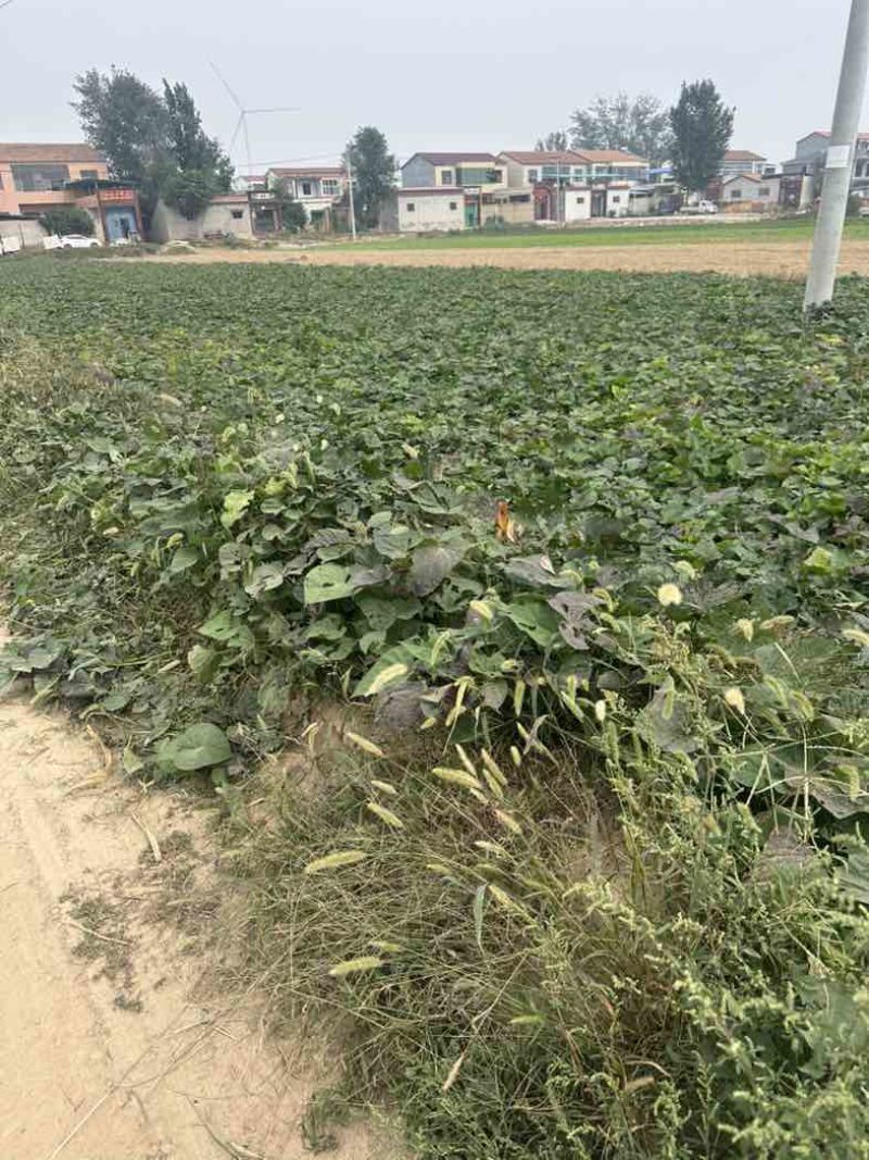 西瓜红薯当下有11亩现在还在地有需要的大老板来看一下