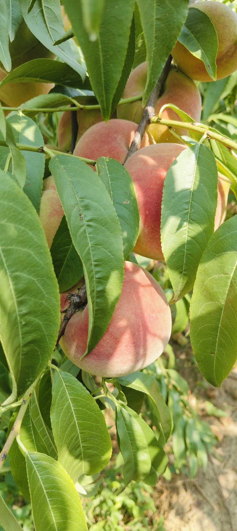 桃子