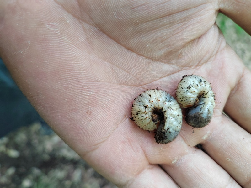 蛴螬