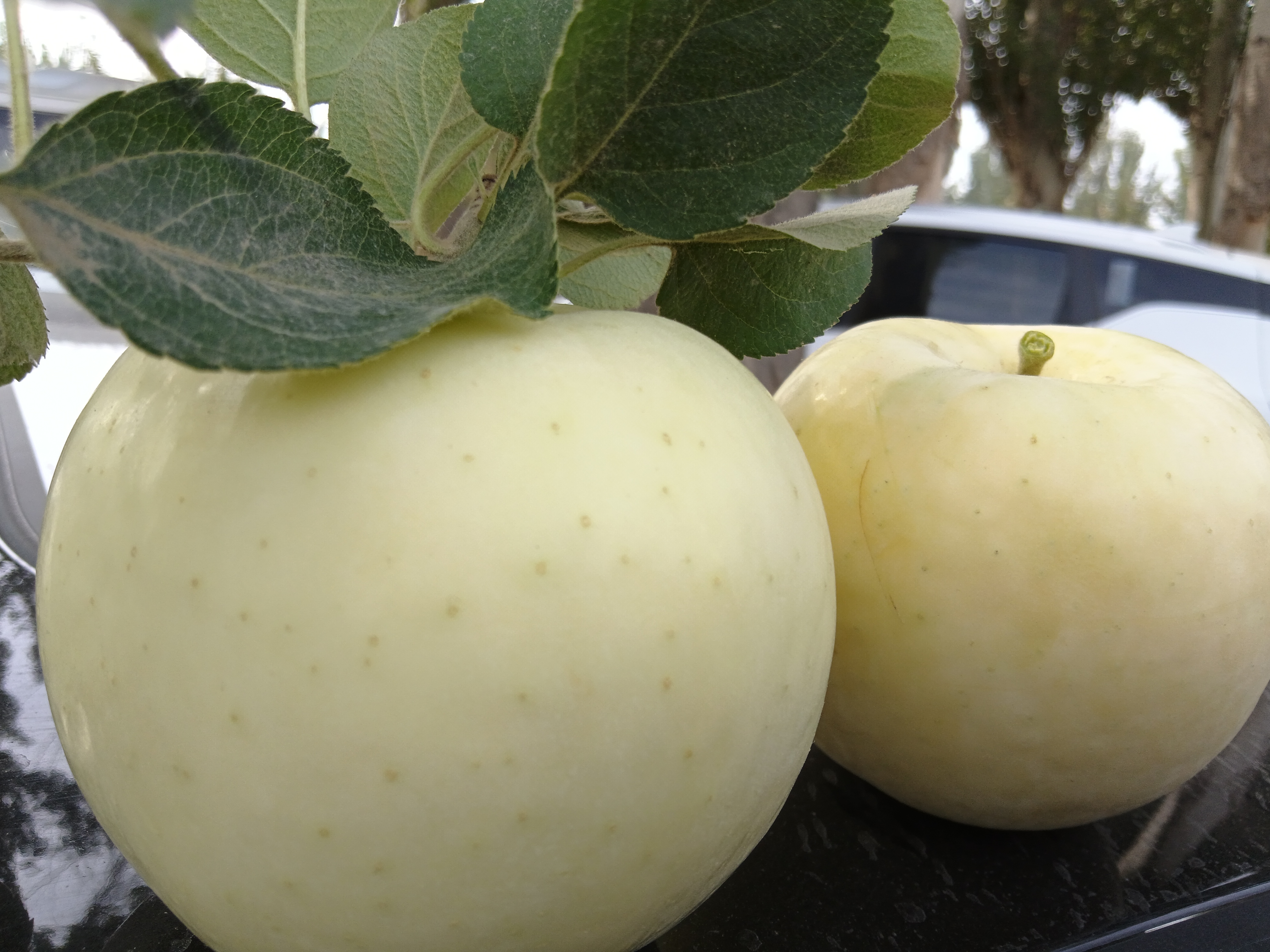 一篮子不同颜色的苹果摆放在厨房桌面上