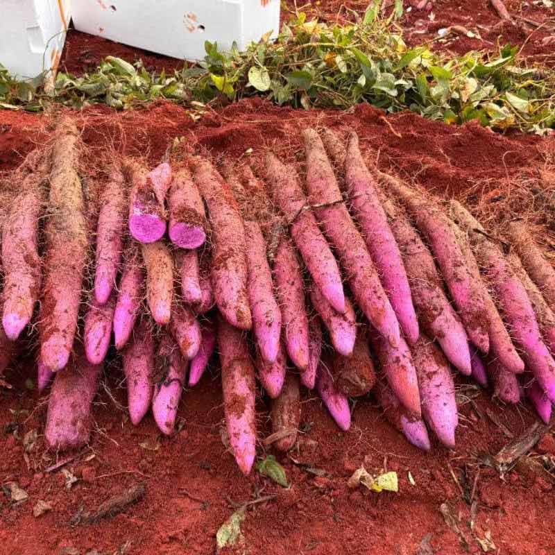 云南高山农家自种紫山药紫人参现挖现发3斤5斤