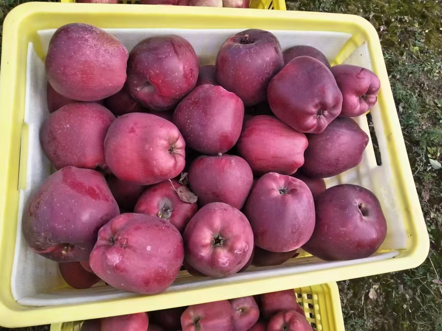 天水花牛苹果特写展示