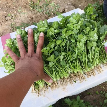 香菜大量上市