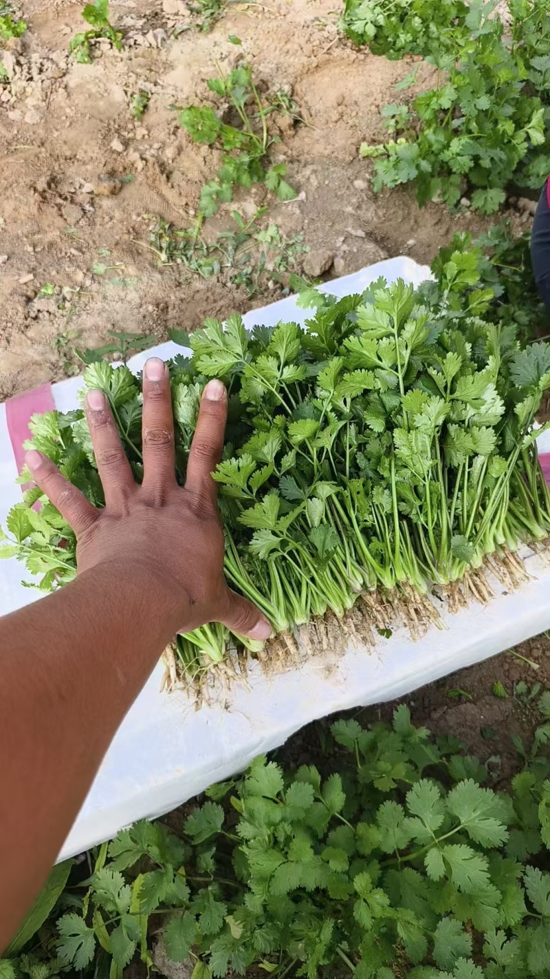 香菜大量上市