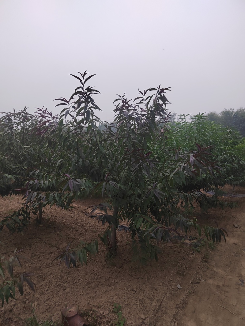 碧桃