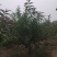 碧桃