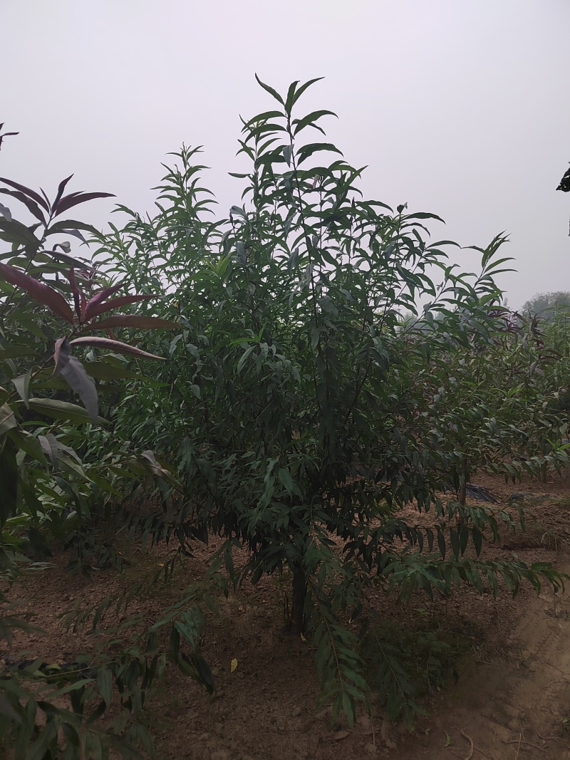 碧桃