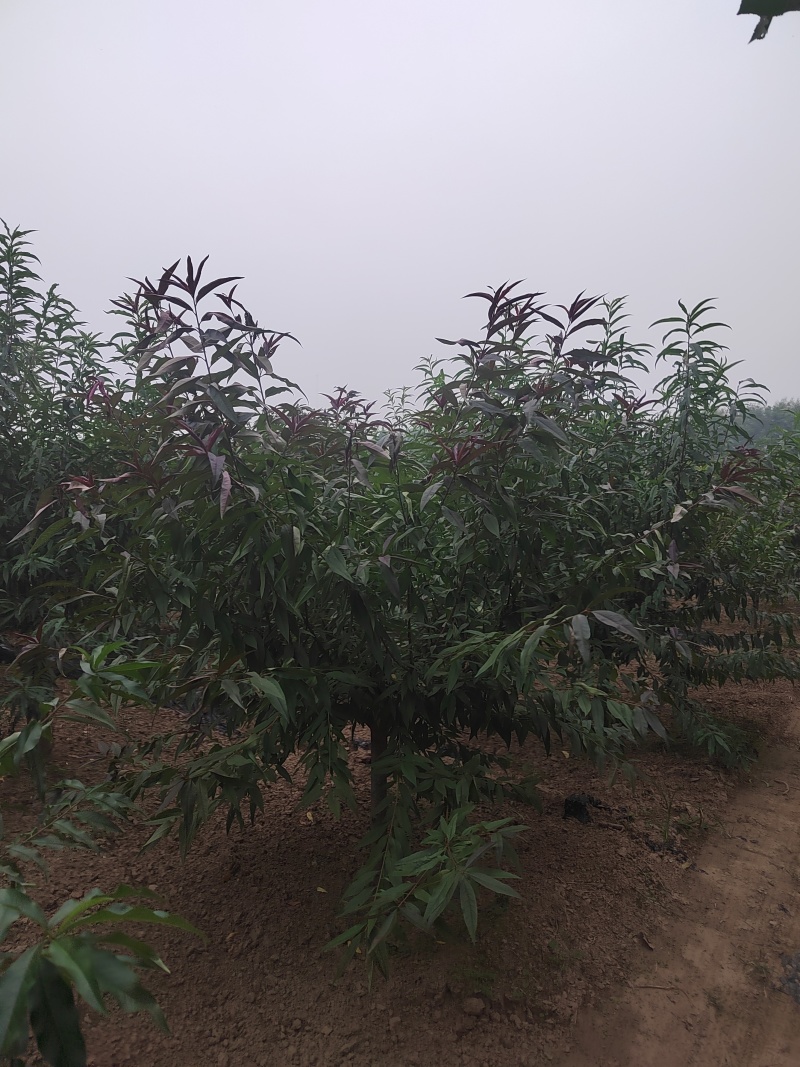 碧桃