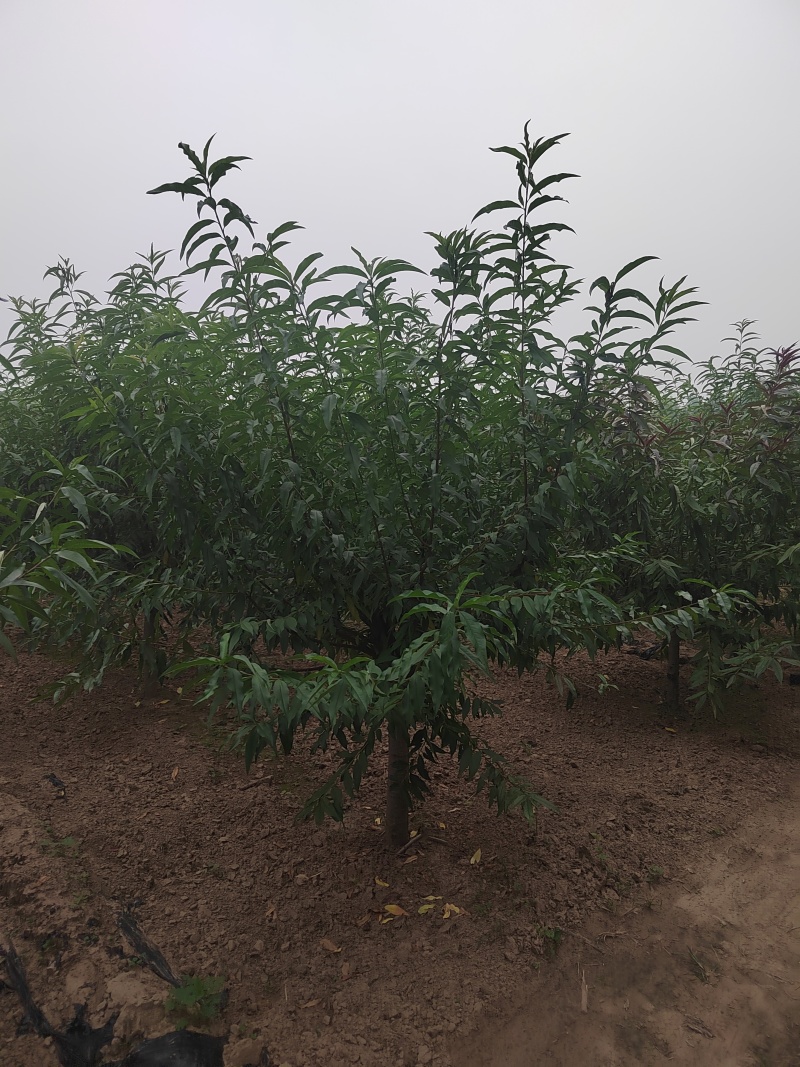 碧桃