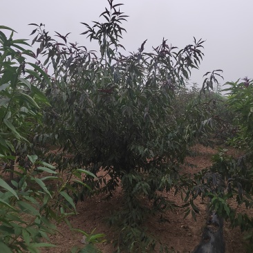 碧桃