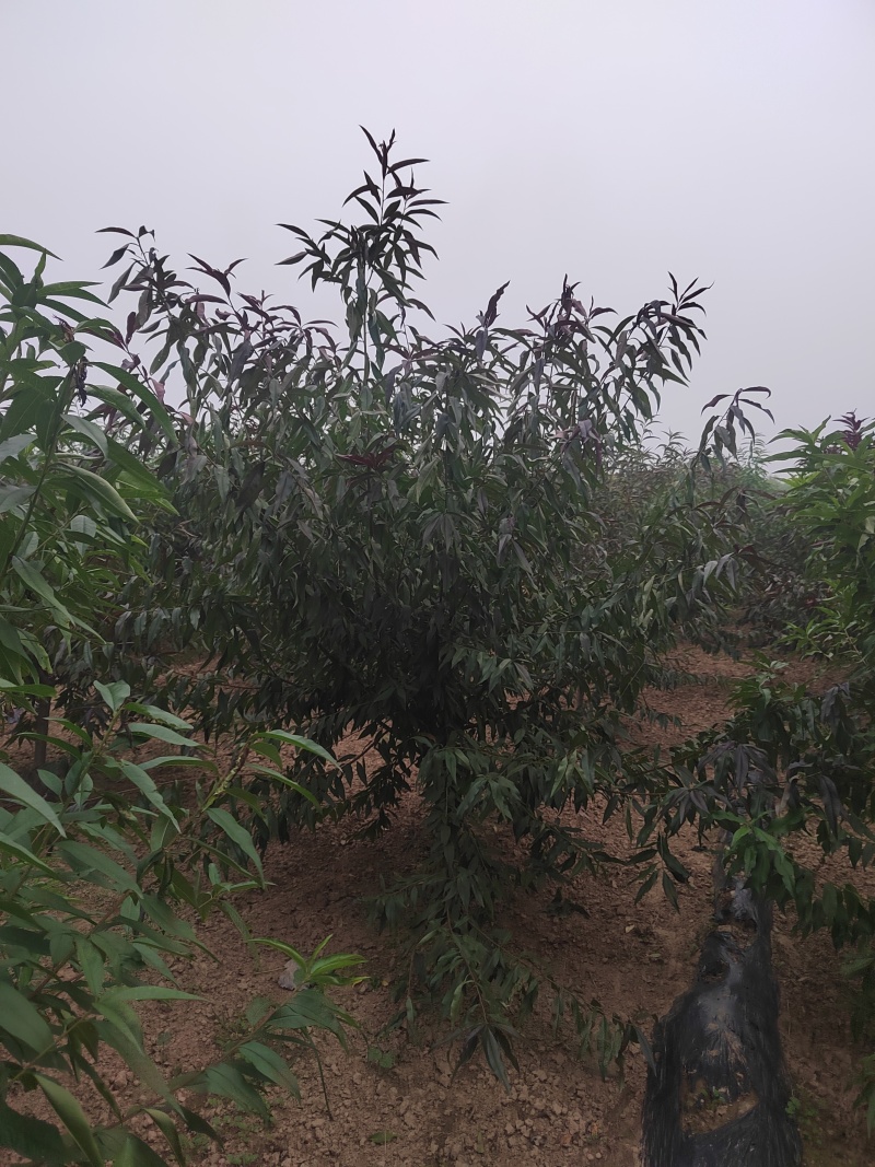 碧桃