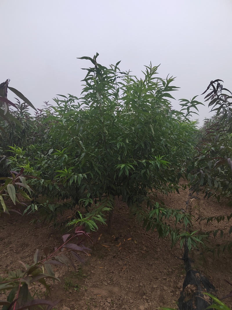 碧桃