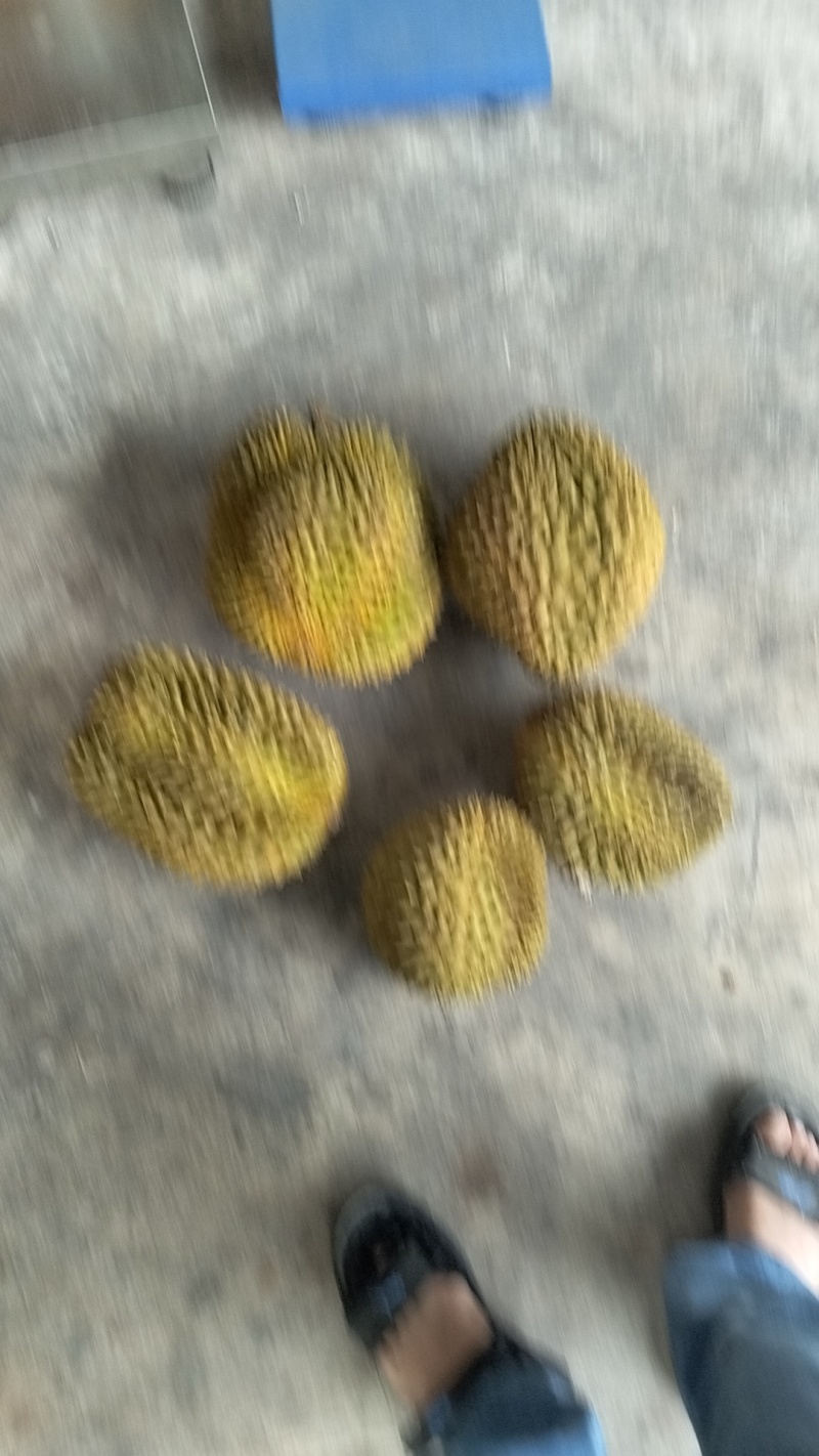 金枕榴莲A果