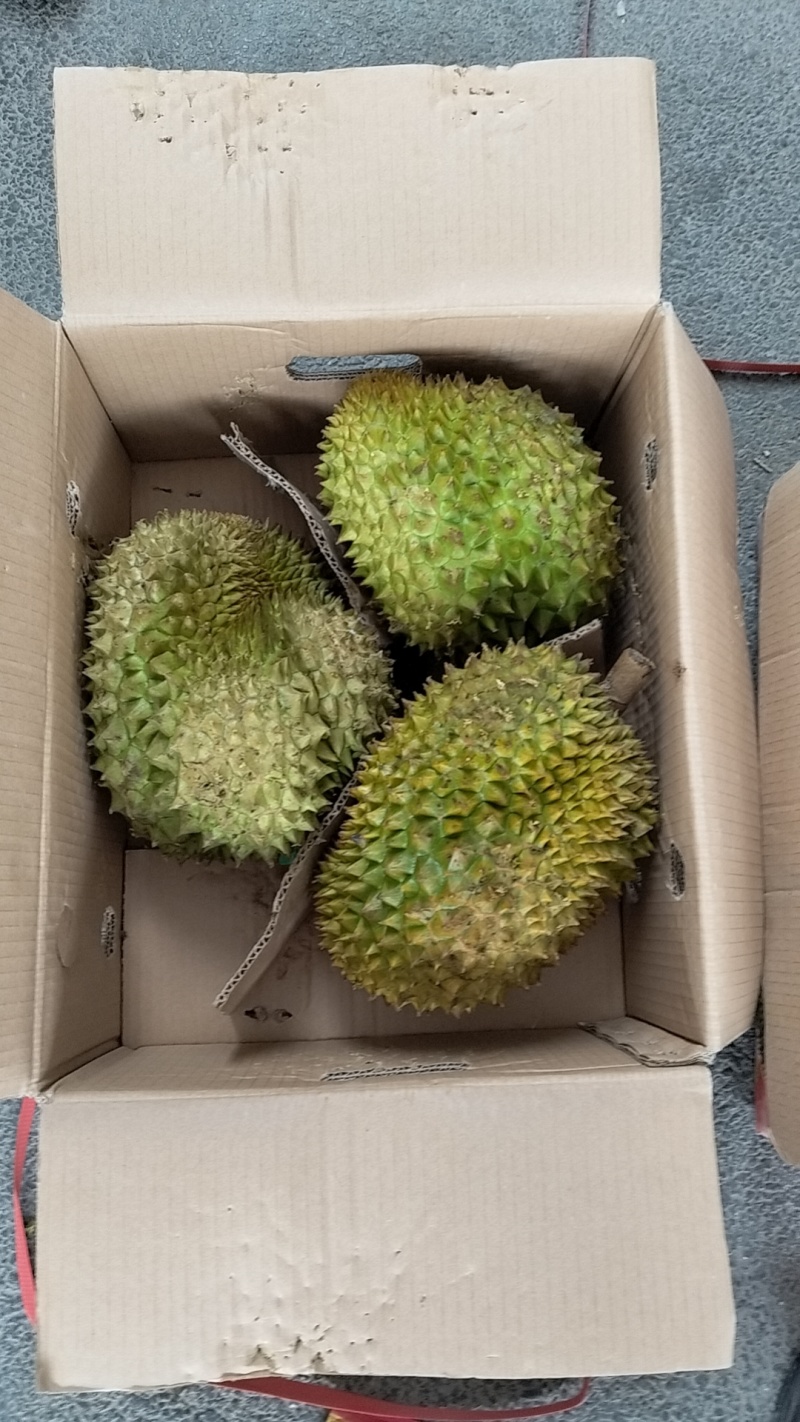 金枕榴莲A果