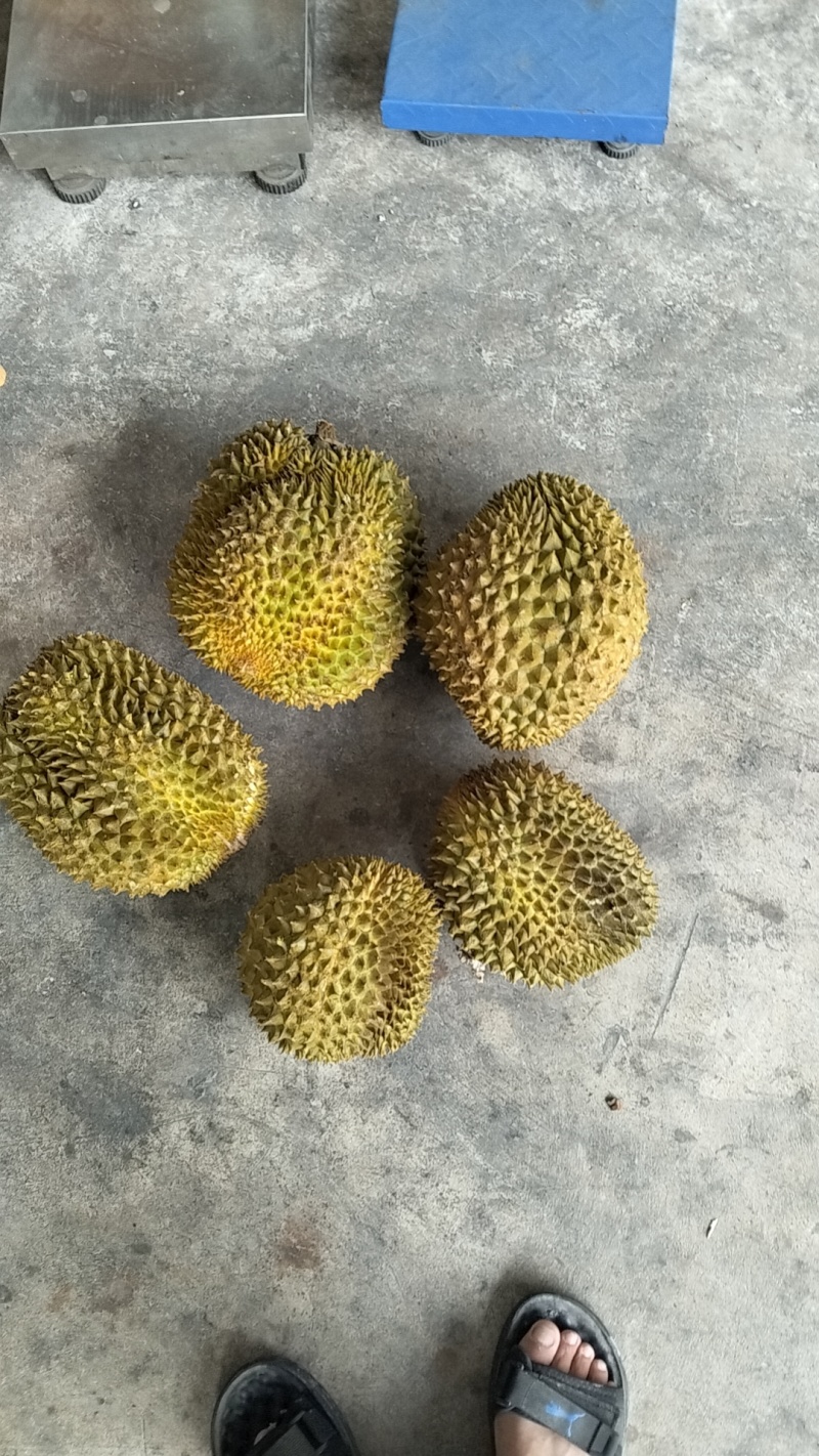 金枕榴莲A果