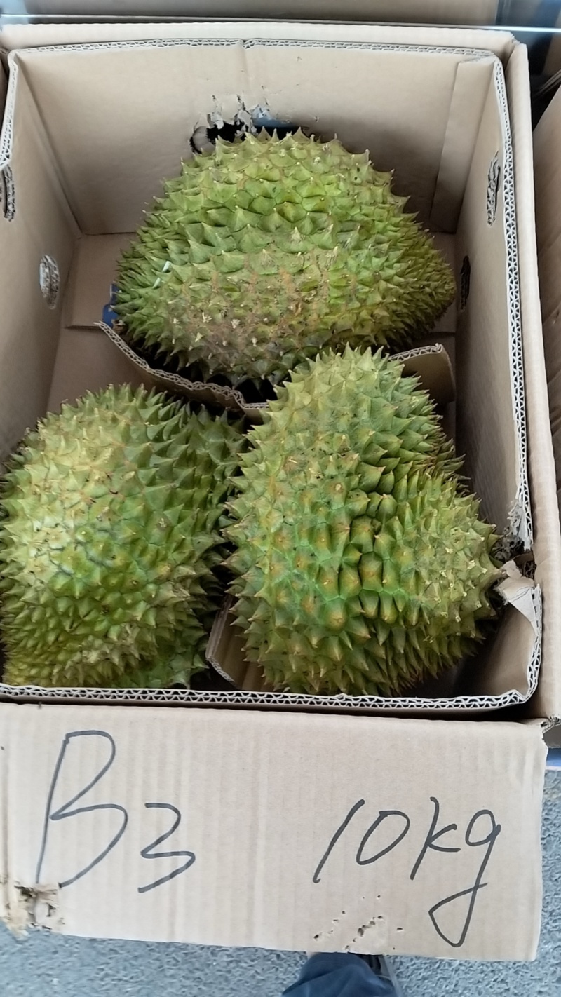 金枕榴莲A果