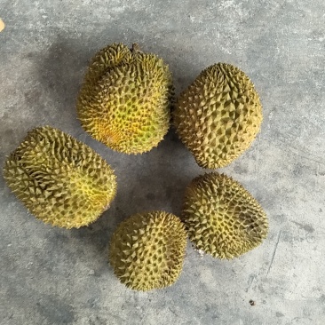 金枕榴莲A果
