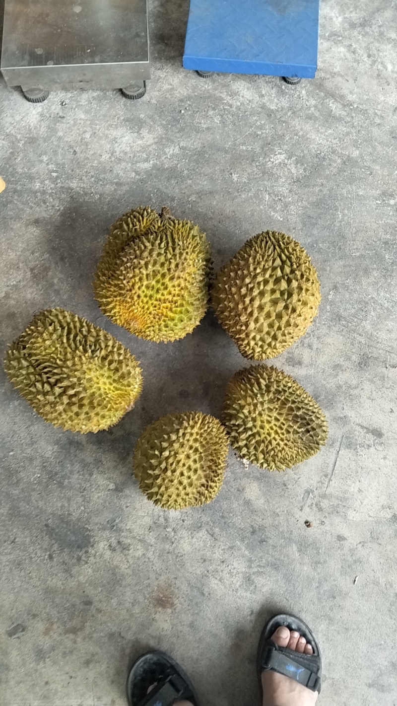 金枕榴莲A果