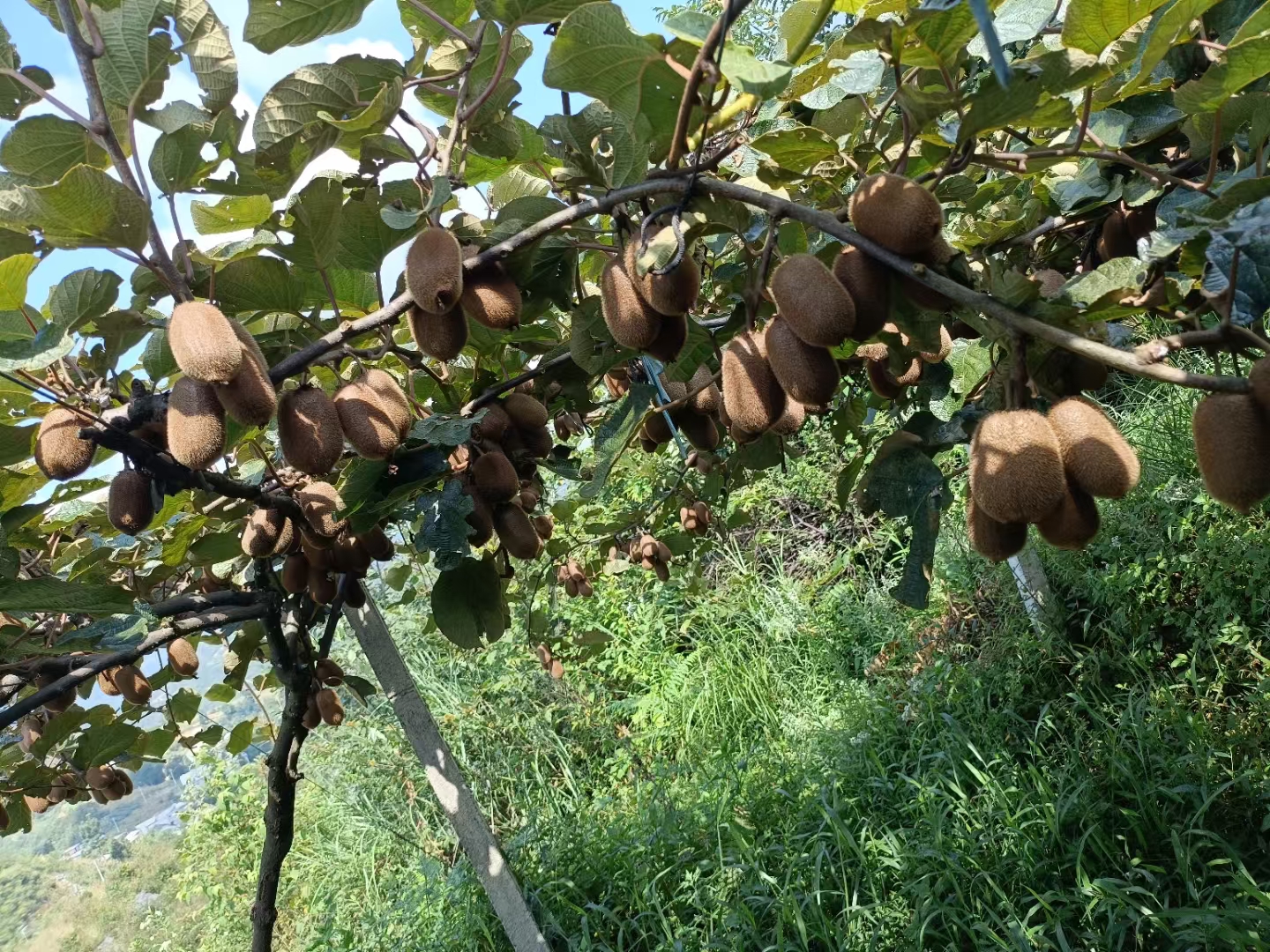 猴子正在吃葡萄