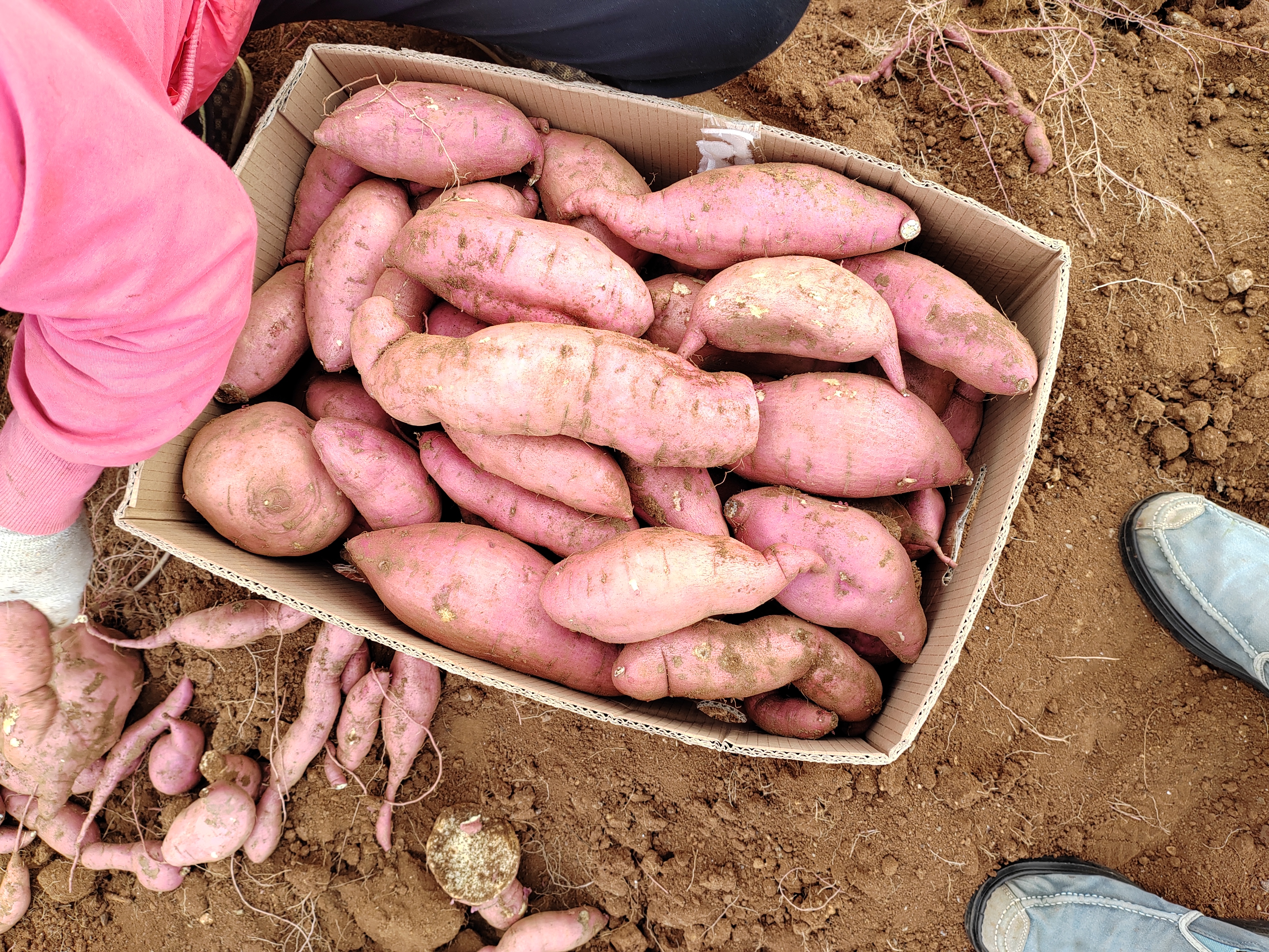 展示一个家庭主妇正在将新鲜地瓜放入纸箱中,并在底部垫上报纸,旁边放置温度计以确保储存环境适宜 地瓜储存方式示意图