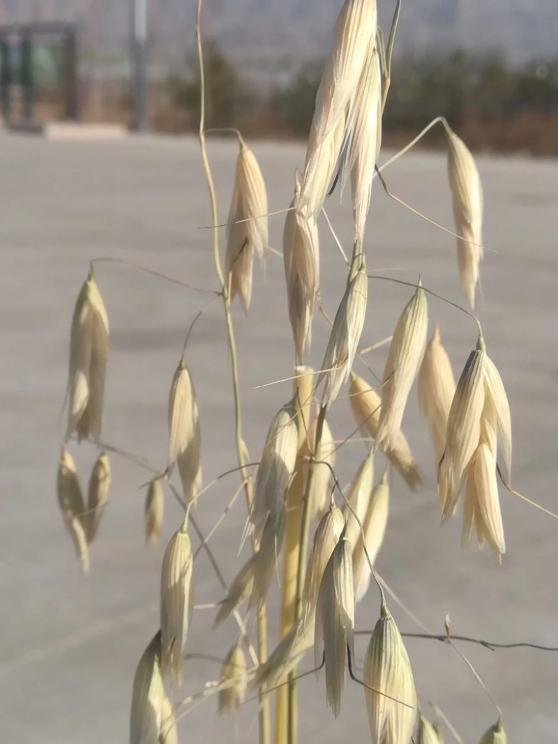 内蒙古莜麦